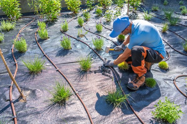 A gardener crouches on the ground, carefully adjusting young plants in a lush greenhouse. Drip irrigation lines weave through the black landscape fabric, providing moisture to the thriving greenery. Sunlight filters in, highlighting the diligent work of nurturing the blossoming life.
