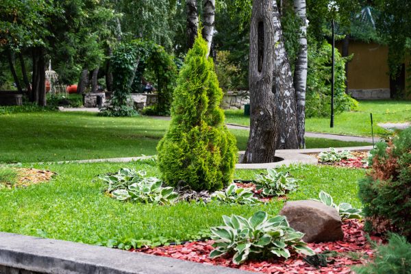 White Cedar Tree Thuja in a small garden. Two Arborvitae Emerald as an accent in the garden design. Sunny summer day